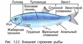 Класс Рыбы Фото